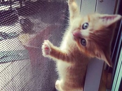 Lekki czarno-szary PET Mesh Screen Łatwa instalacja 0,35mm Prężnica drutu 280g/m2
